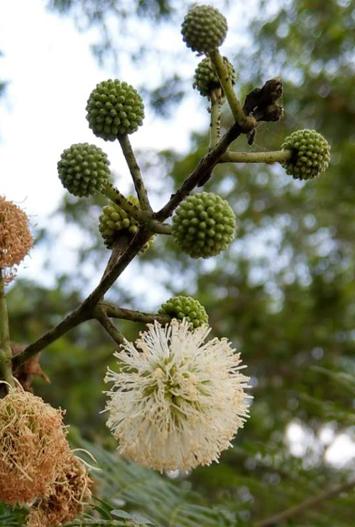 Puffy-flowers.jpg