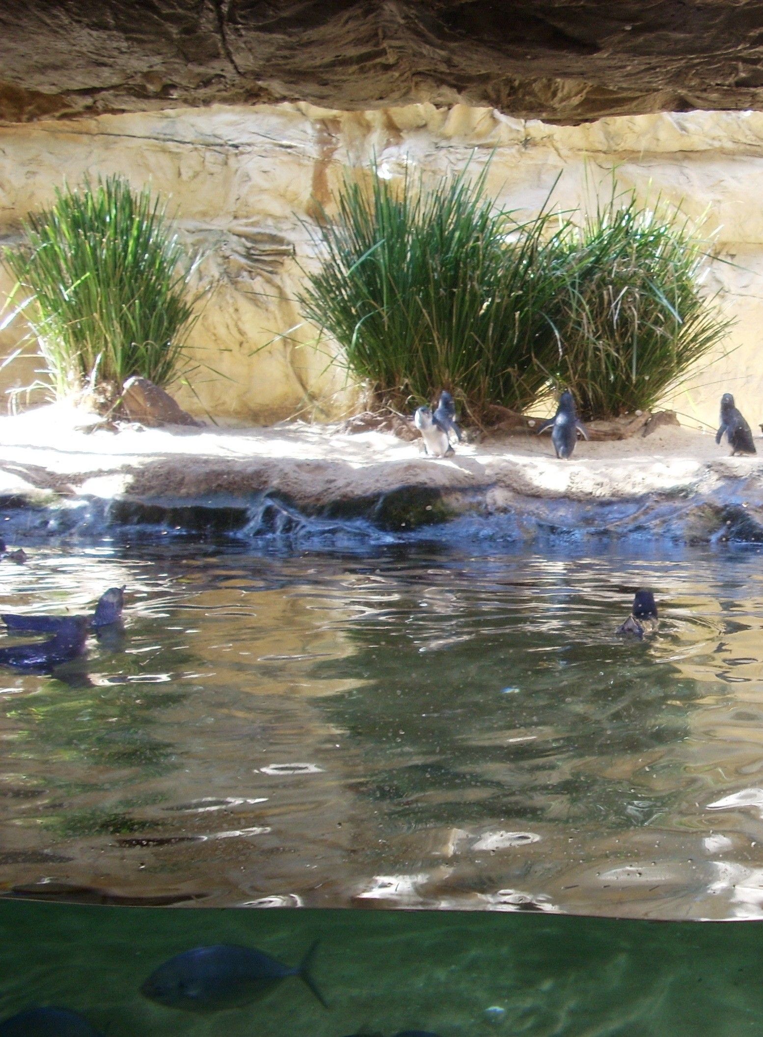 Penguin in aquarium.jpg