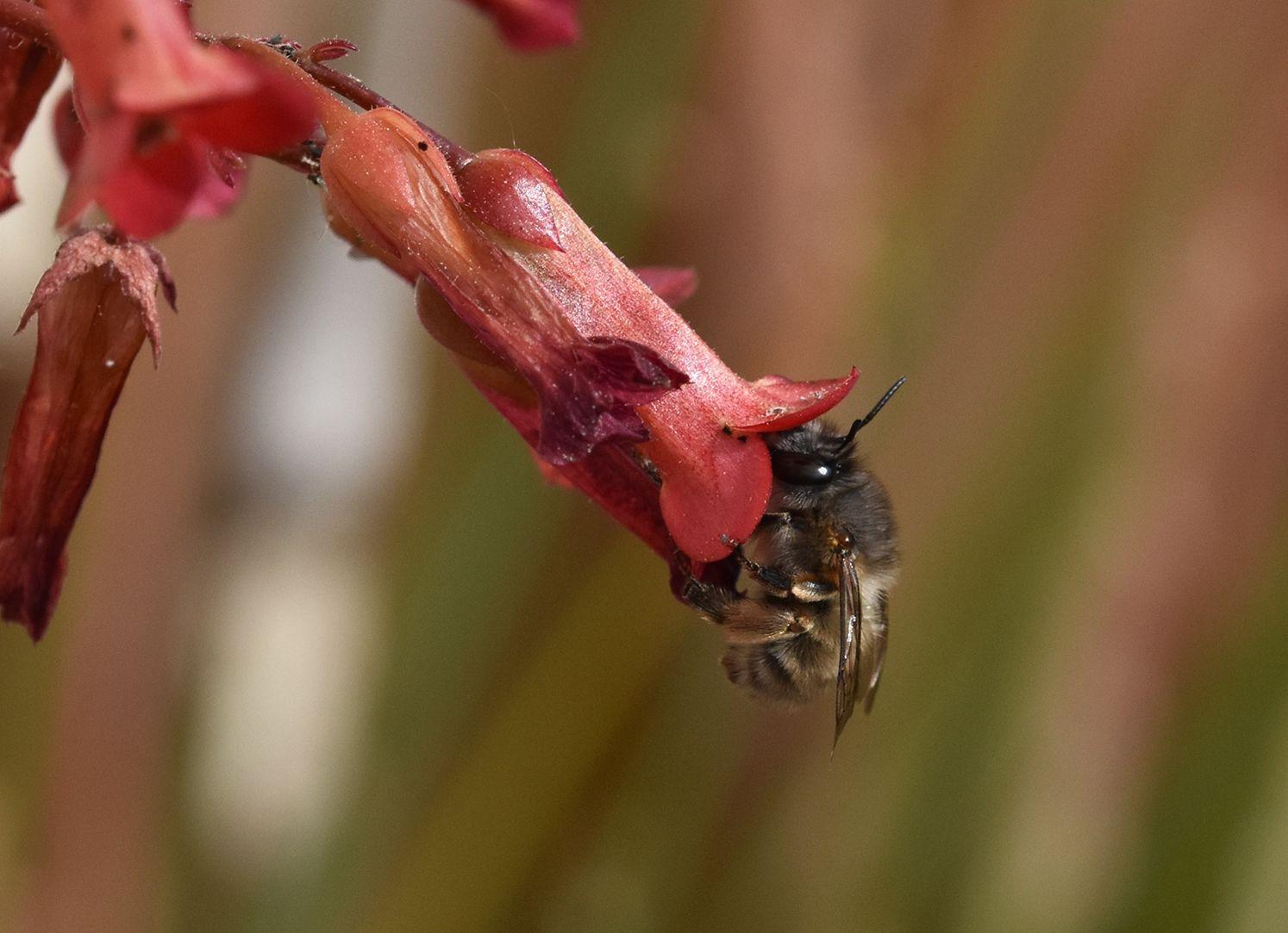 Bee kalanchoe.jpg