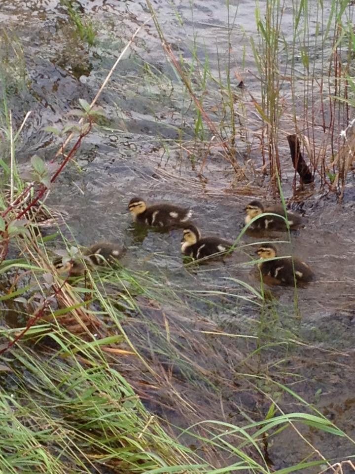 babyducks.jpg