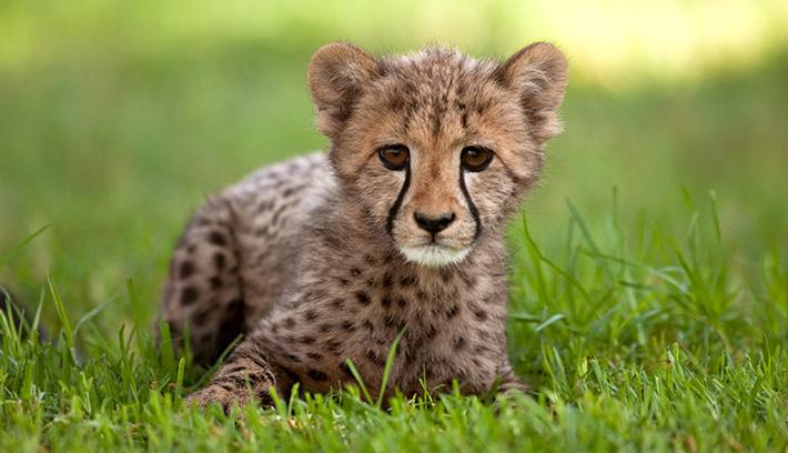 cheetah-02.jpg