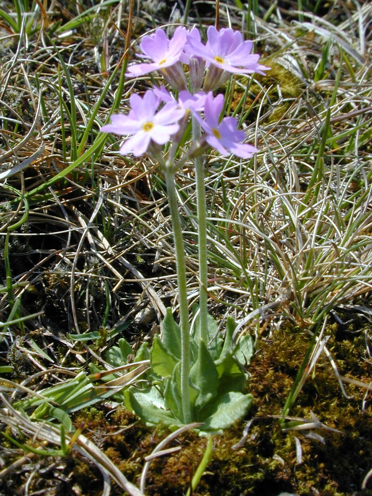 Birdseye Primrose 4.jpg