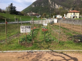 tulip