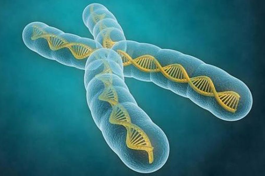 cromosomas.jpg