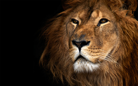 Be Your Own Lion 6 Lessons From The King Of The Jungle Steemit