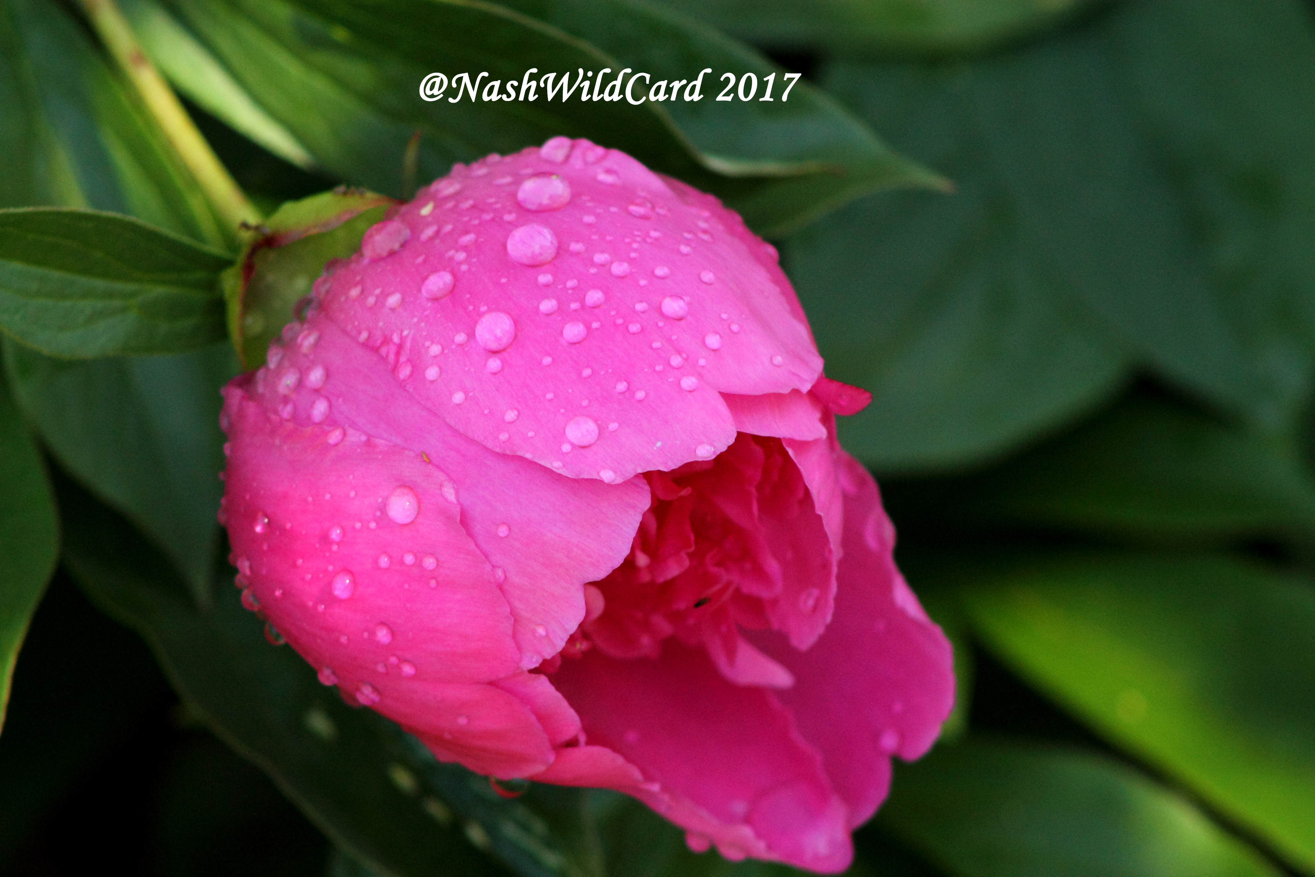 park pink and green.jpg