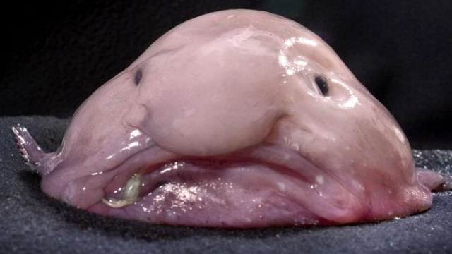 blobfish.png