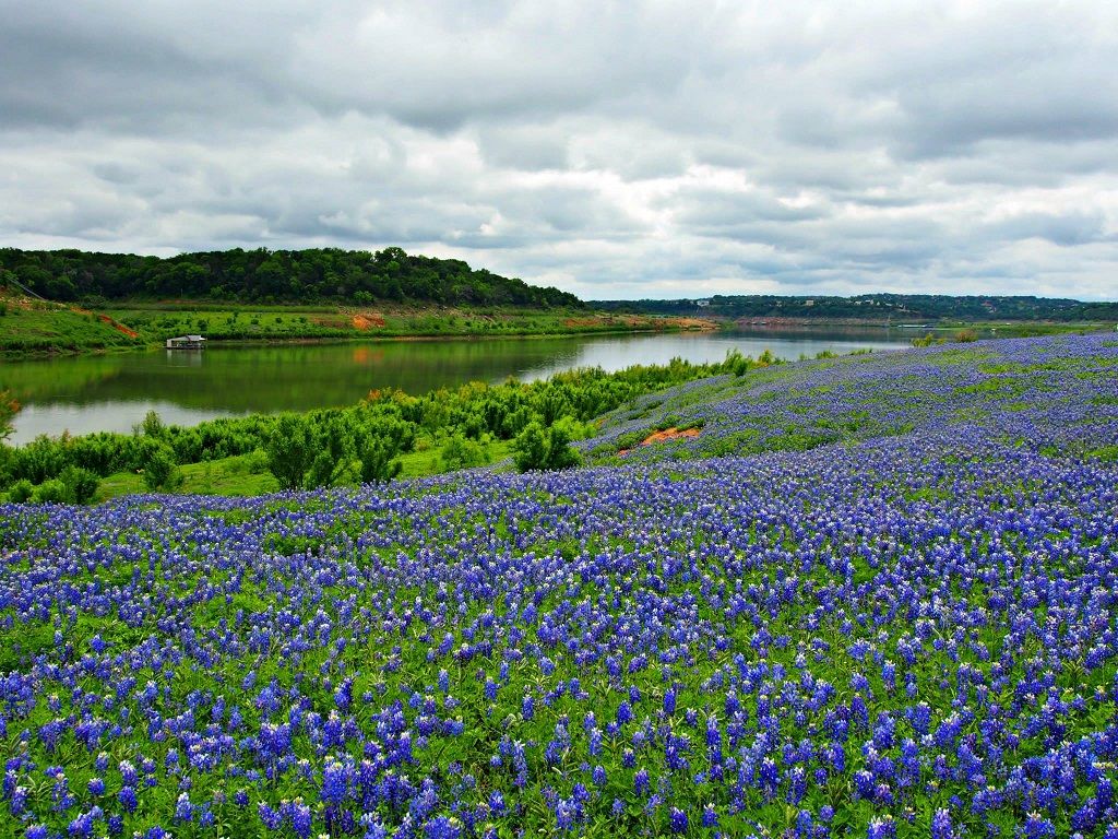 bluebonnets-muleshoe-bend-tx-girlinchief.jpg