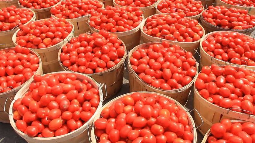 tomato-farming-business-plan-in-nigeria.jpg