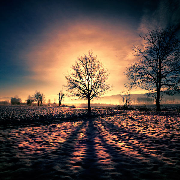 tree-casting-a-long-shadow.jpg