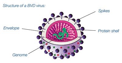 BVD_Virus.jpg