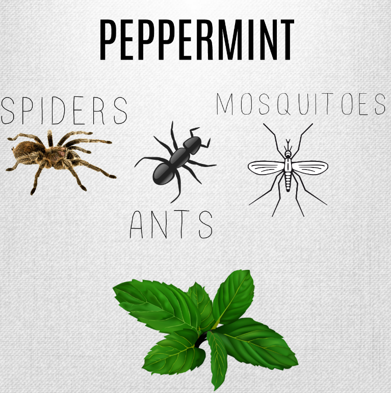 PEPPERMINT.PNG