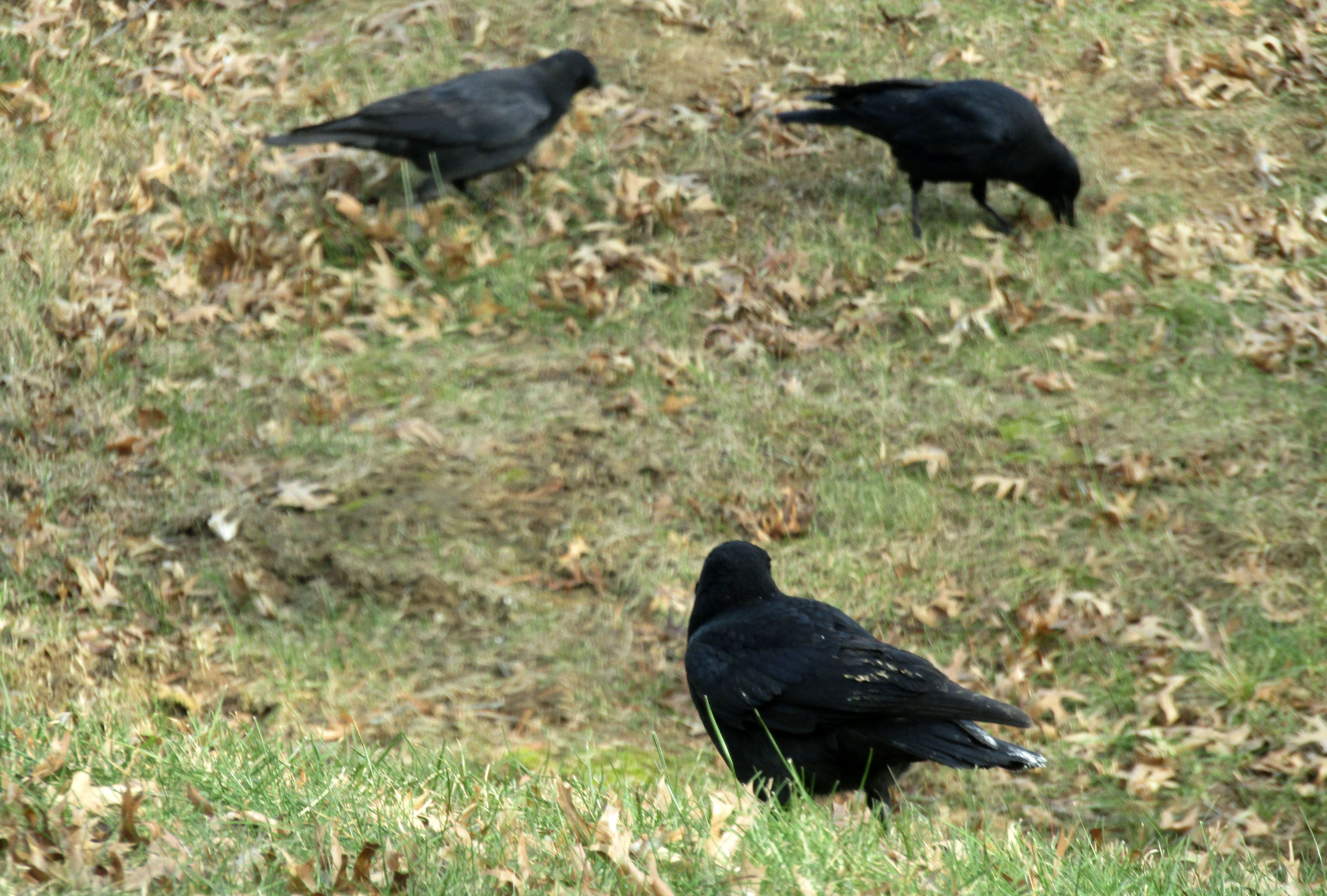 IMG_5563.JPG