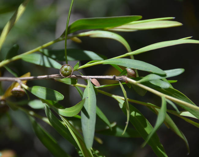 leptospermum-petersonii-fruit-green.jpg