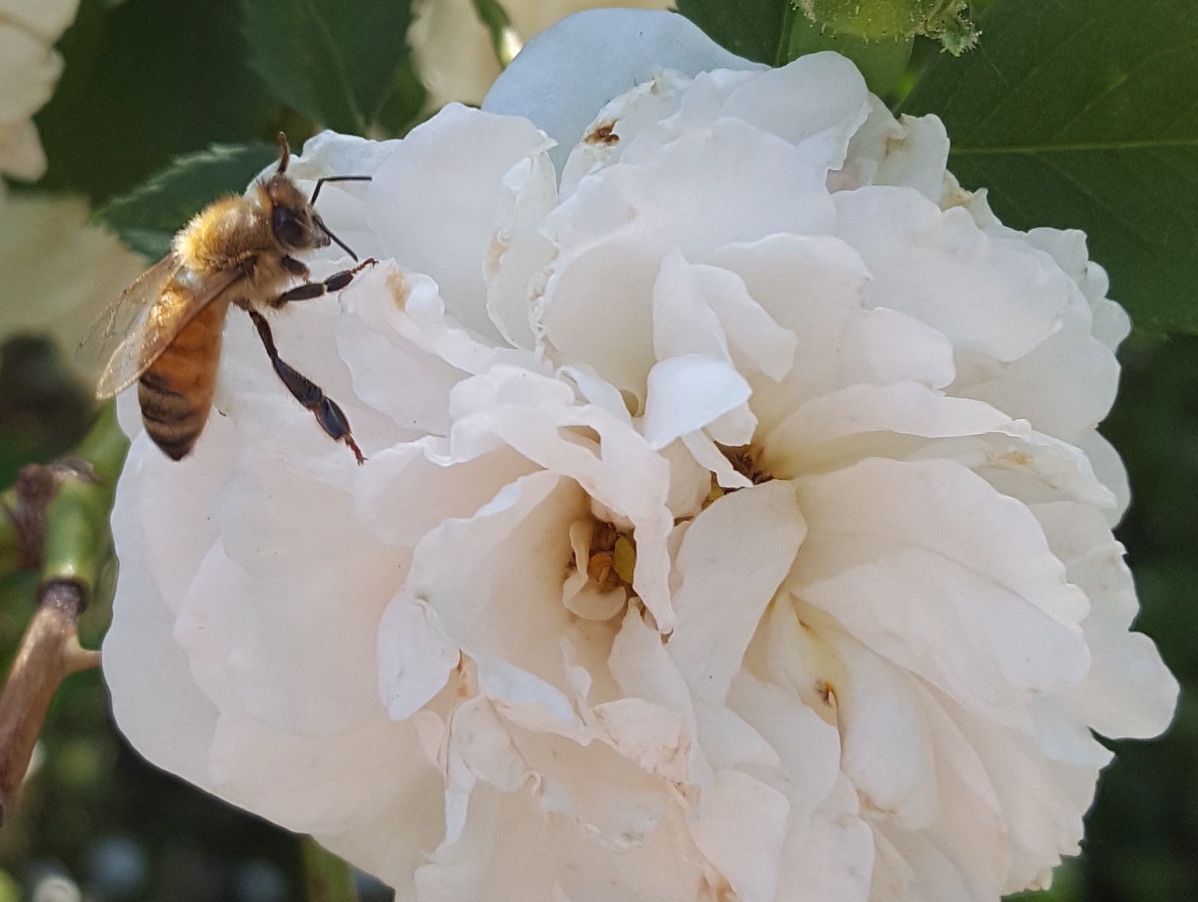 honey bee 2 steemit.jpg