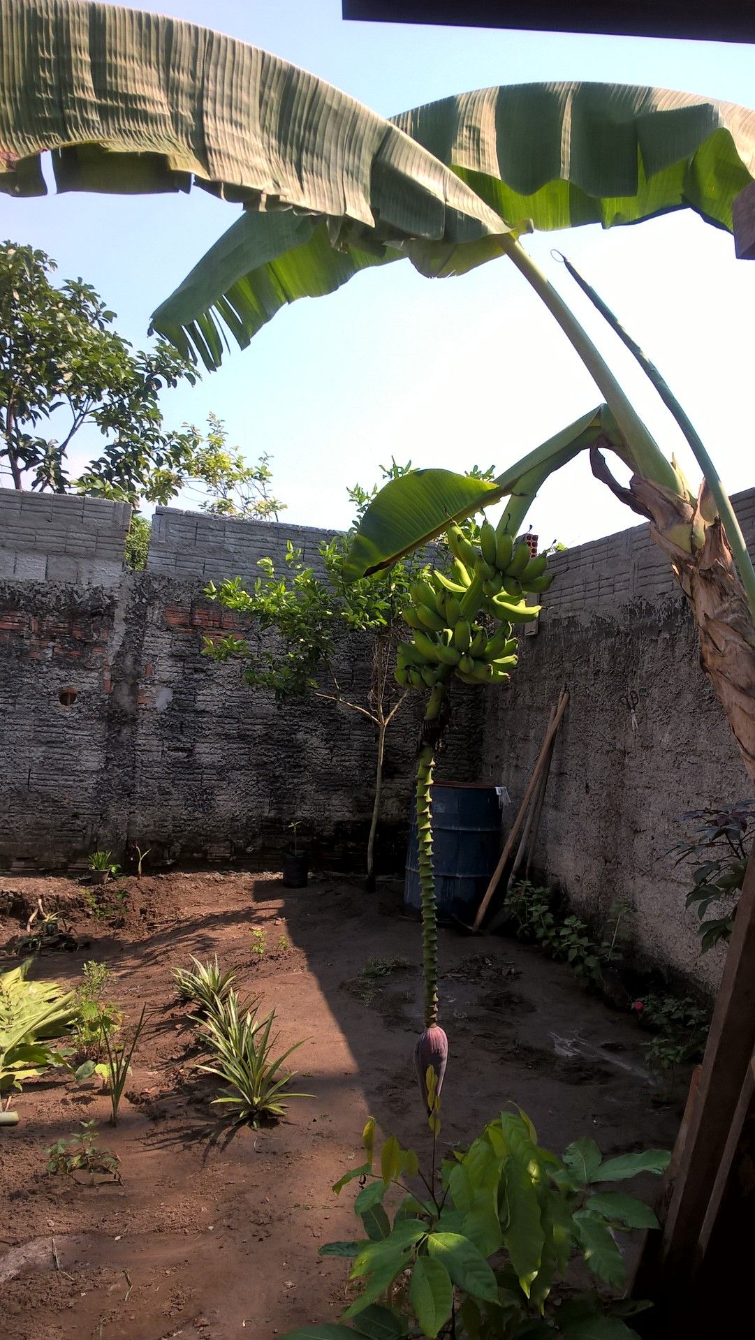 Apple bananas in my garden..jpg