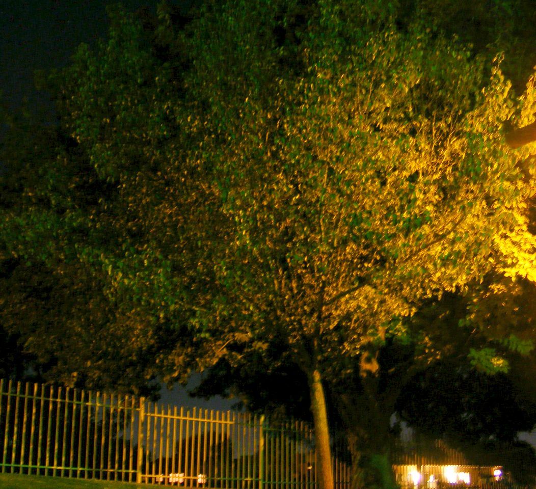 Tree at night 2.jpg