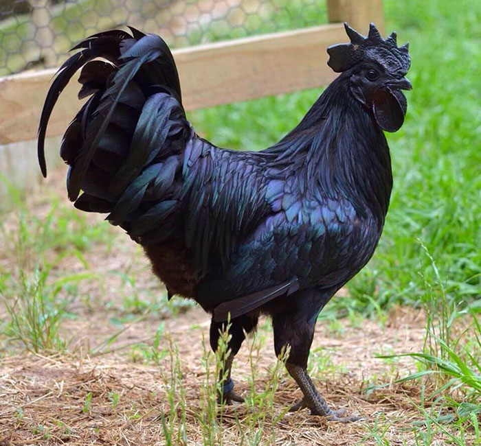 Goth Chicken (1).jpg