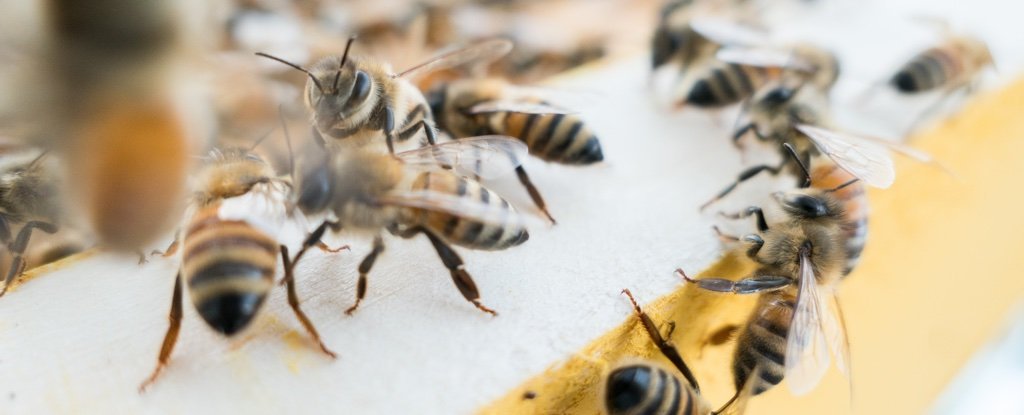 268-honeybees-iowa-vandals-pollinators_1024.jpg