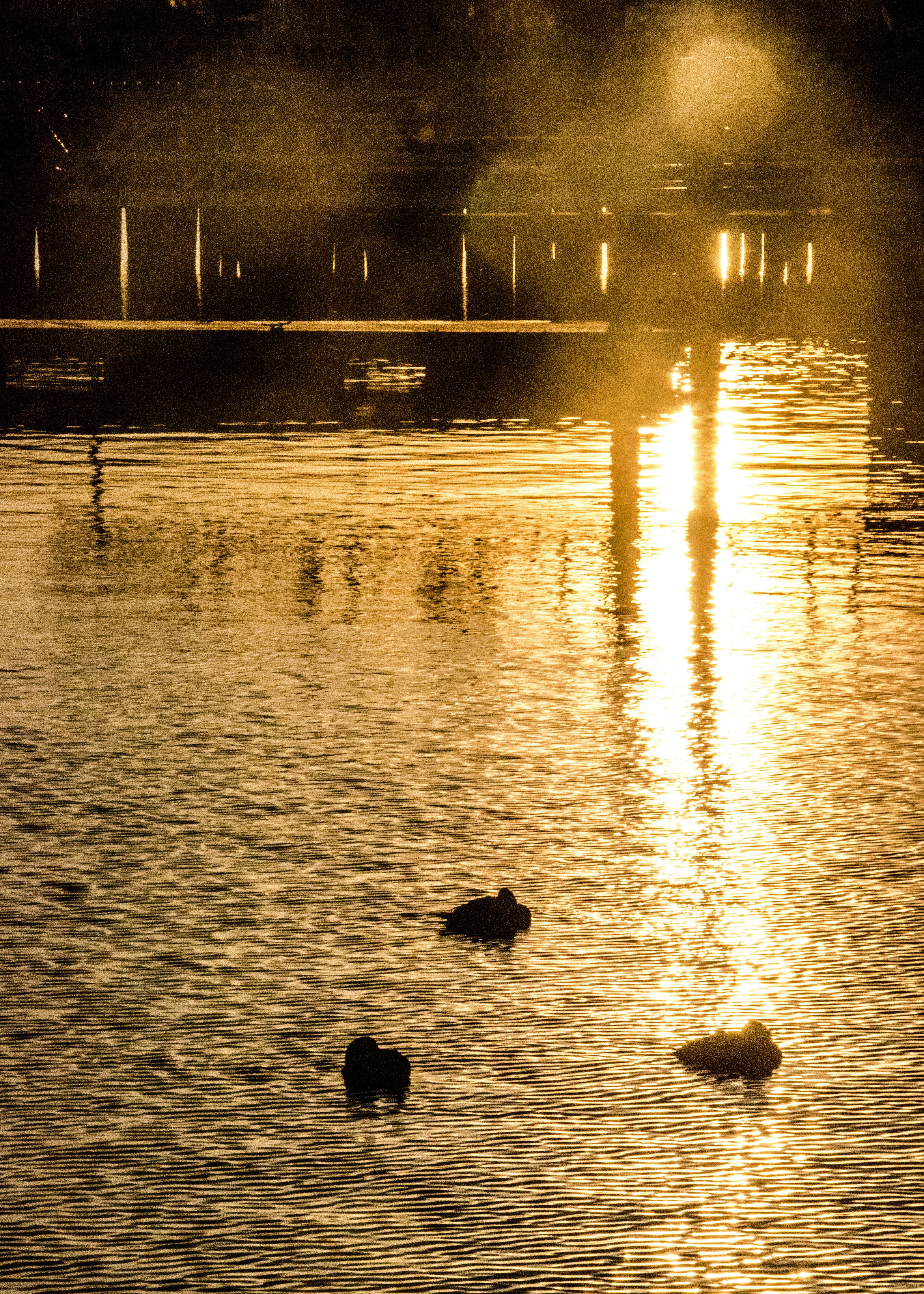 00 Sunset Ducks.jpg