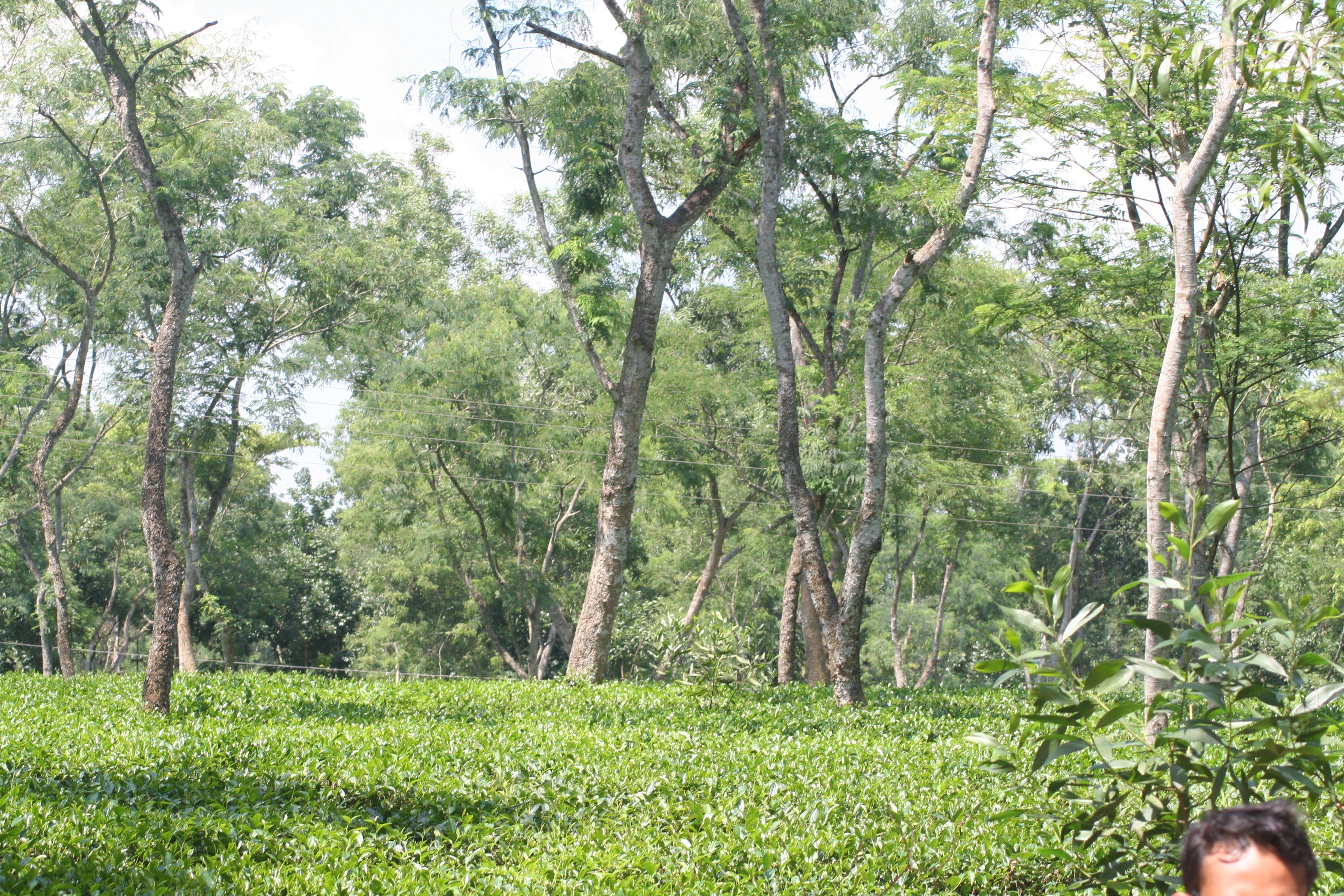 tea garden