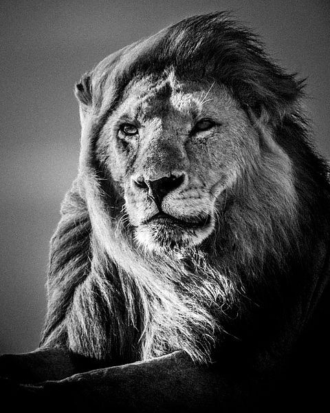 5220-Lion_in_the_wind_5_Tanzania_2007_Laurent_Baheux_xlarge.jpg