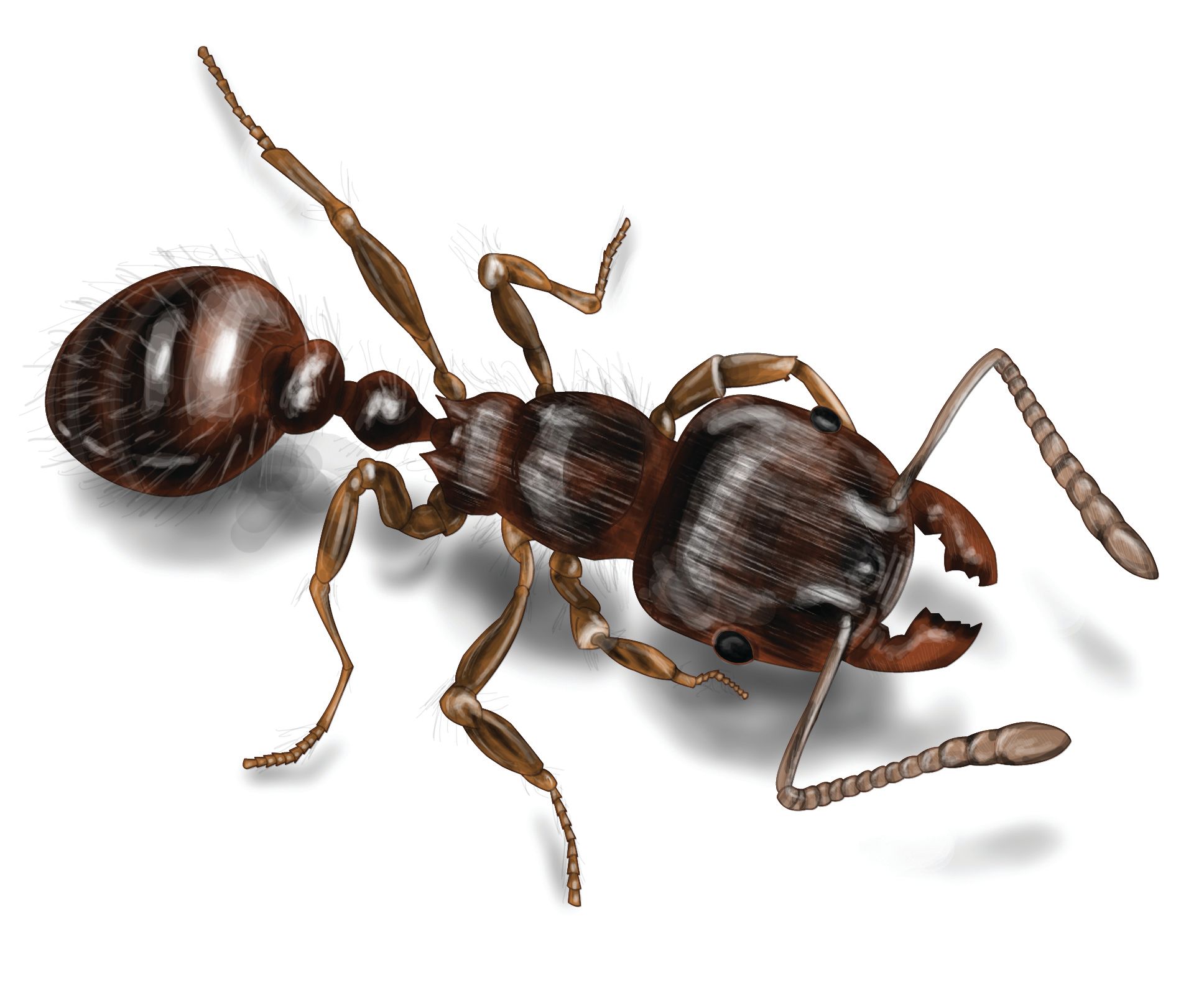 pavement-ant-illustration_1936x1600.jpg