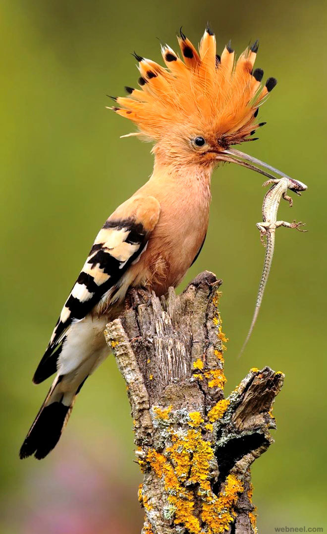 6-hoopoe-bird-photography-by-andres.jpg