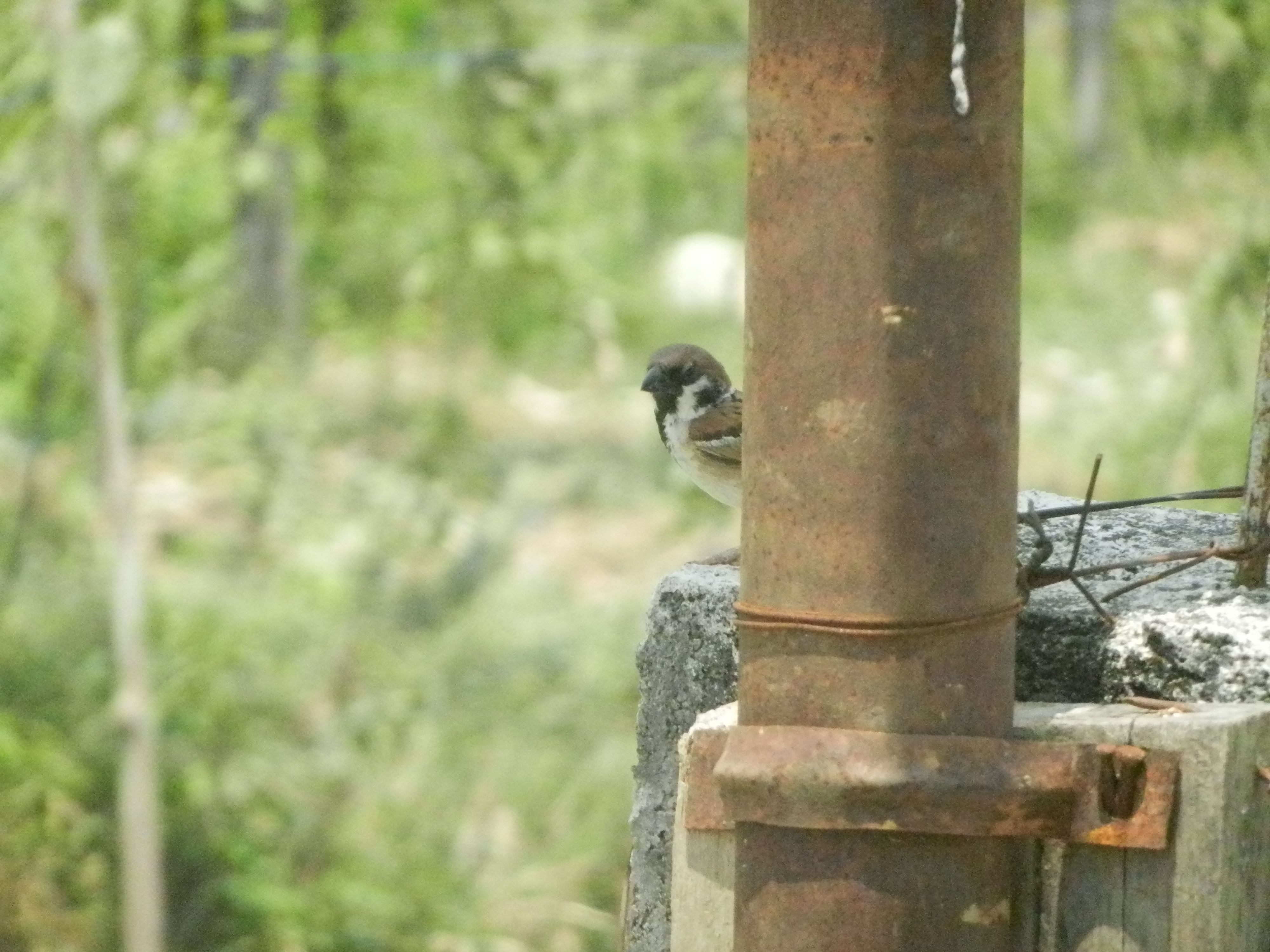 Sparrows Bird.JPG