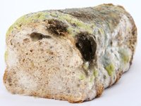 loaf-of-mouldy-brown-bread-1631708.jpg