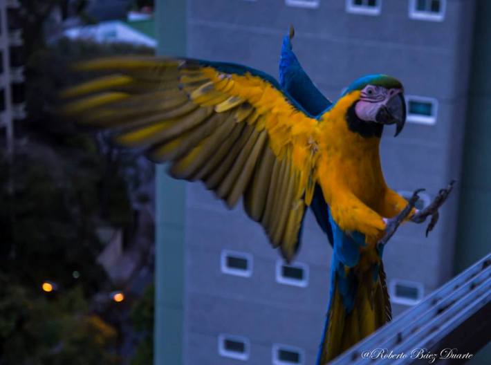 Guacamaya_Roberto Baez D_G_Guacamayas en Caracas.jpg