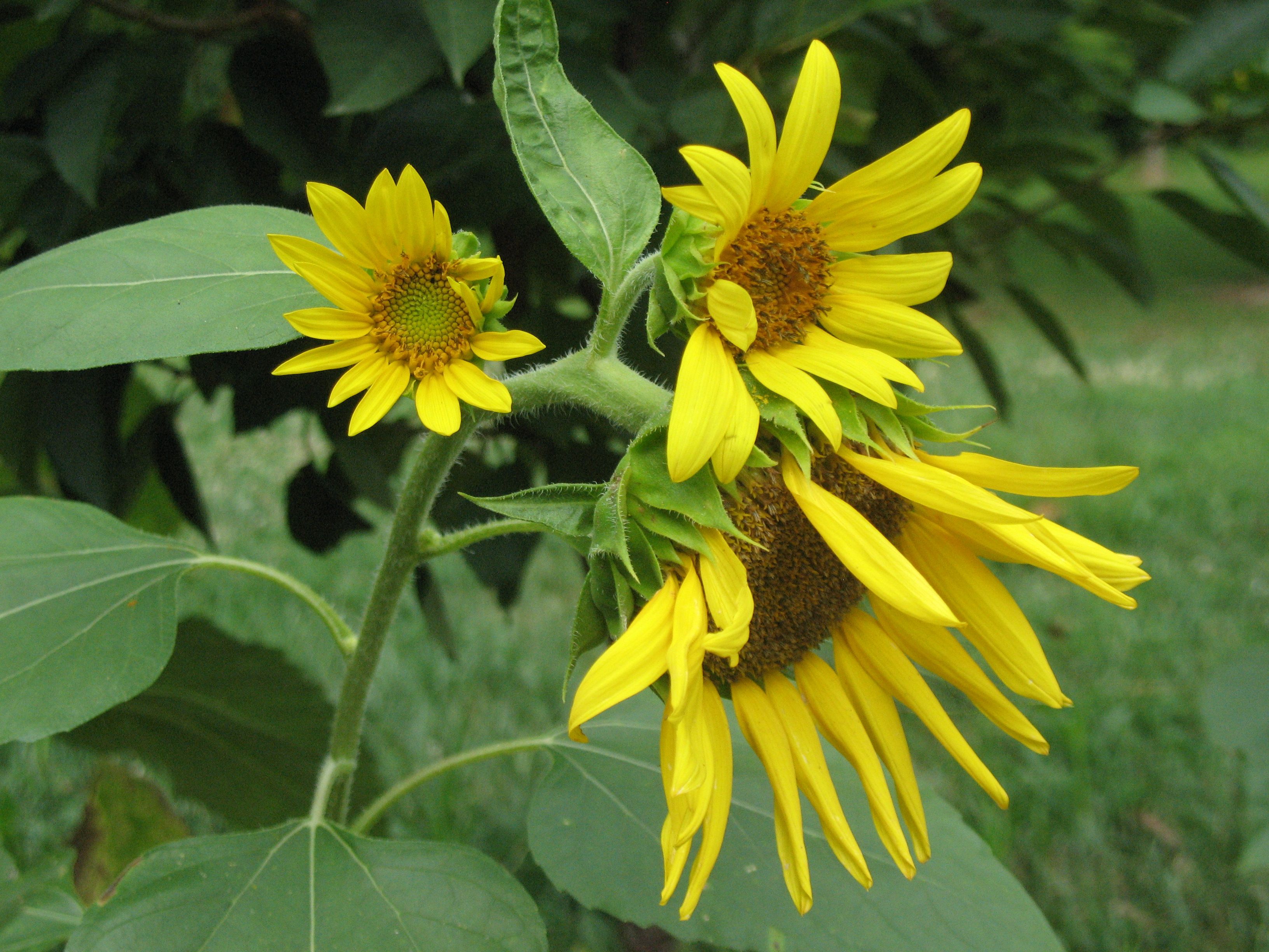 my sunflowers.JPG
