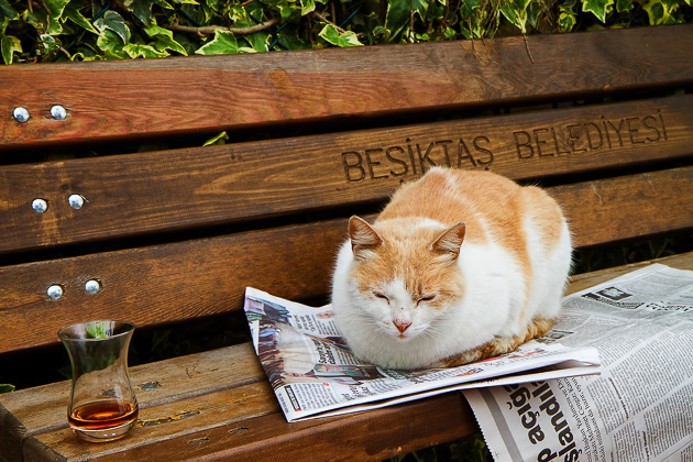 Istanbul Cats 35 20130707 Istanbul Cat Blog for91days.com.jpg