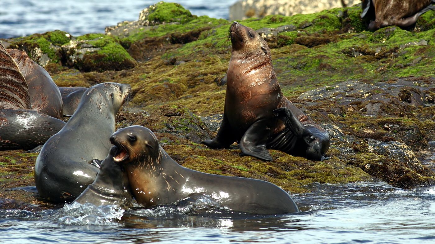 Australian Fur Seal Bull Rock Stanley Tas n7.jpg