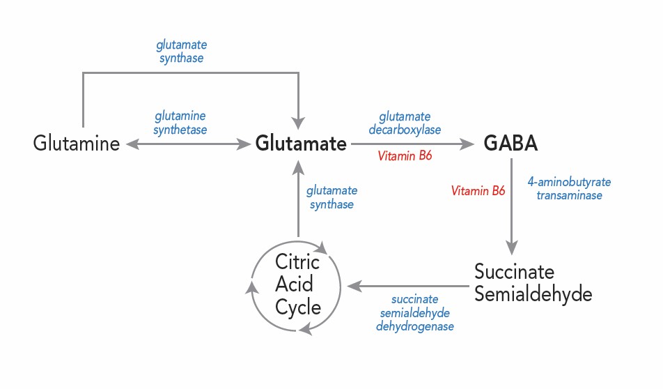 Glutamate Glutamine GABA Anxiety.jpg