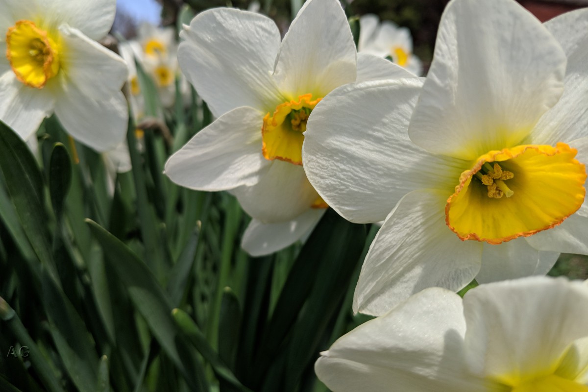 daffodils_May05-18.jpg