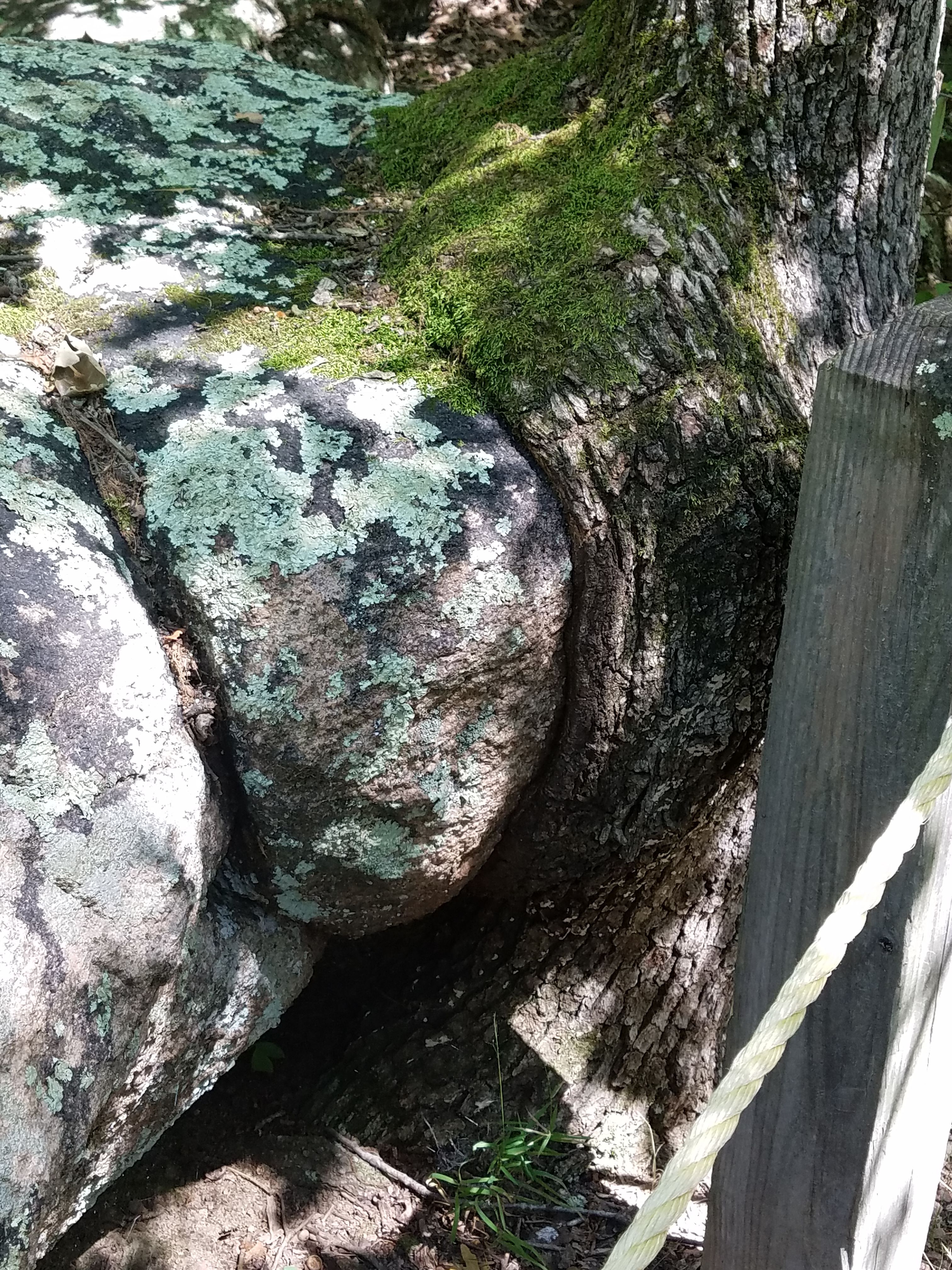 tree eating rock.jpg