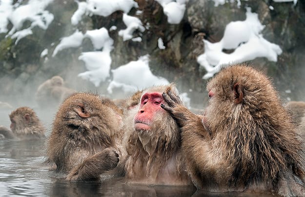 monkey-hotsprings.jpg