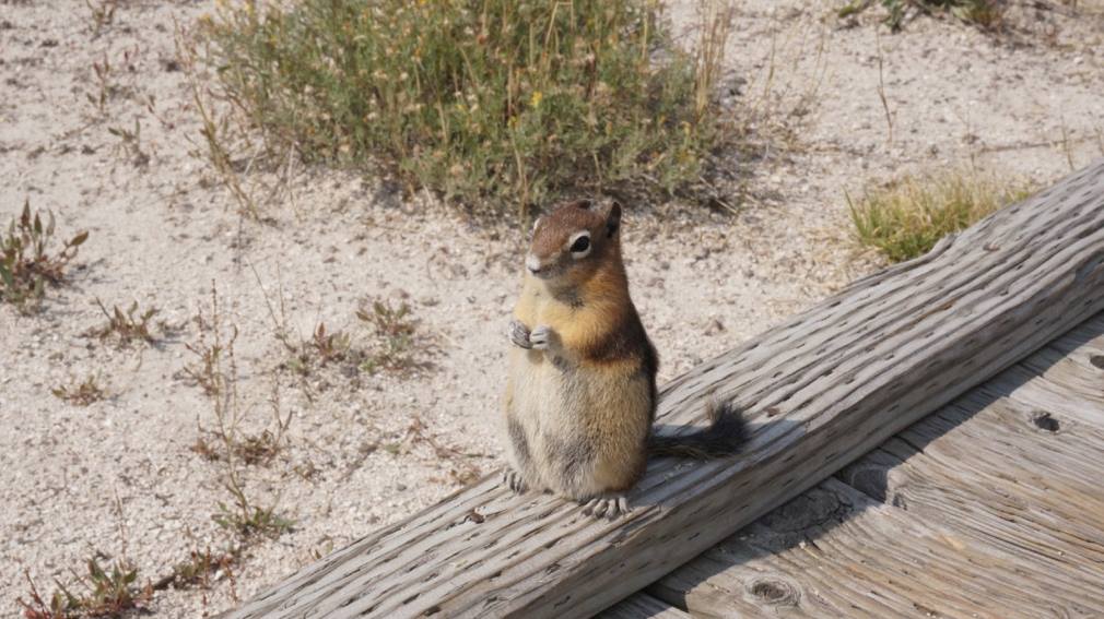 yellowstone1.jpg