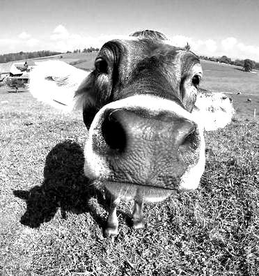 cow 2.jpg