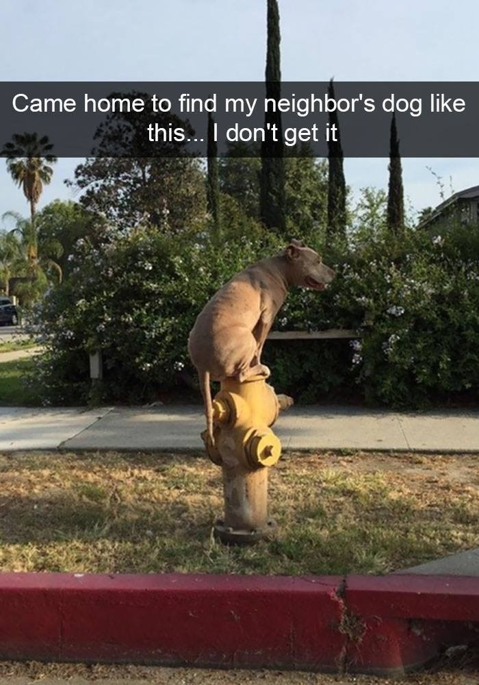 neighbors dog.jpg