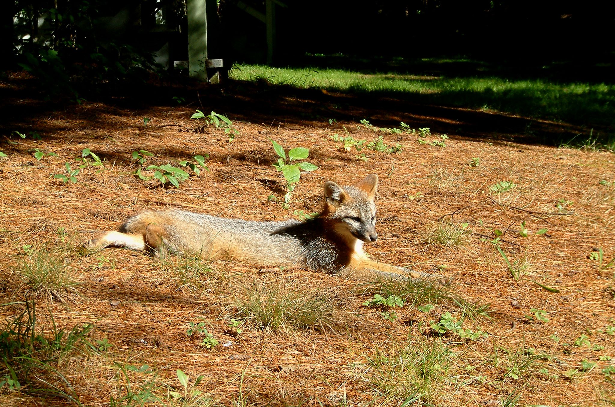 Red Fox.jpg