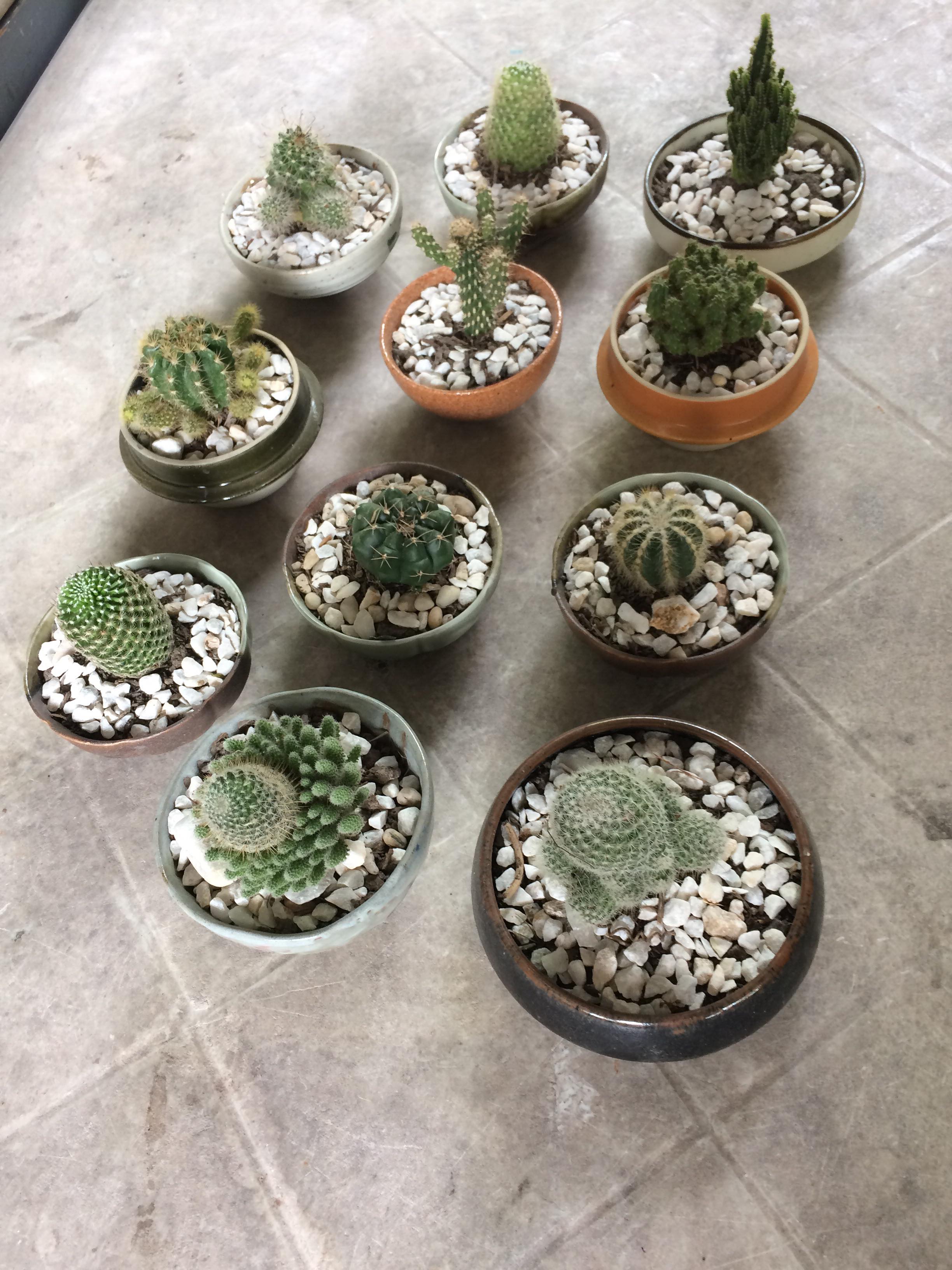 The Five Most Expensive Types Of Cactus In The World ZOHAL