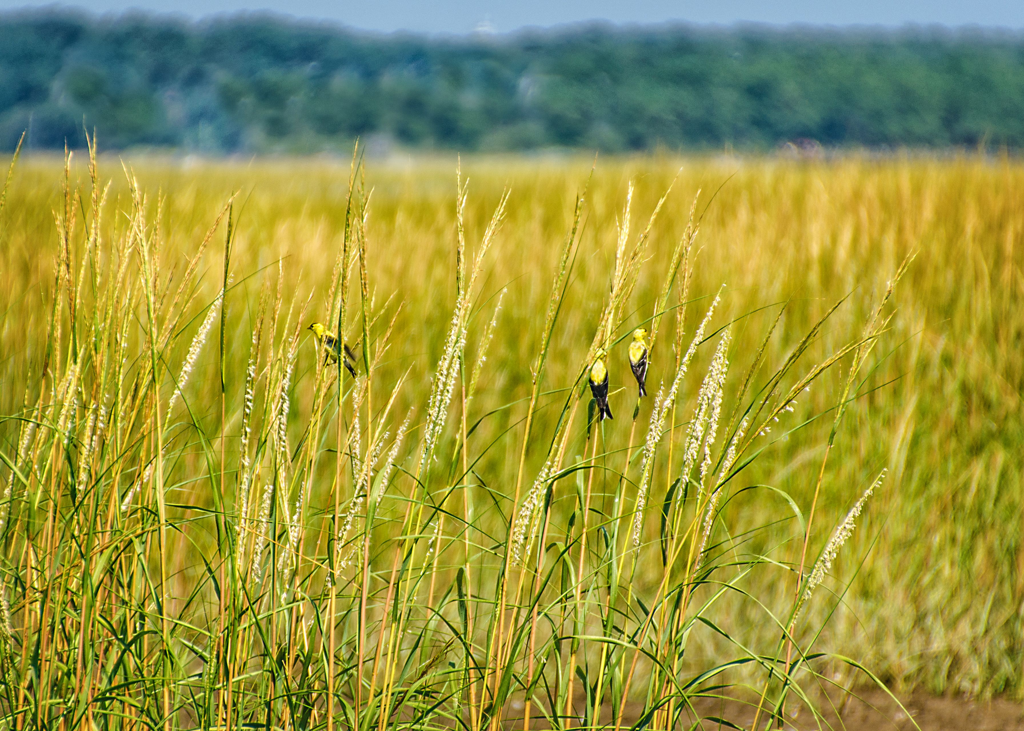 1 Marsh Goldfinches.jpg