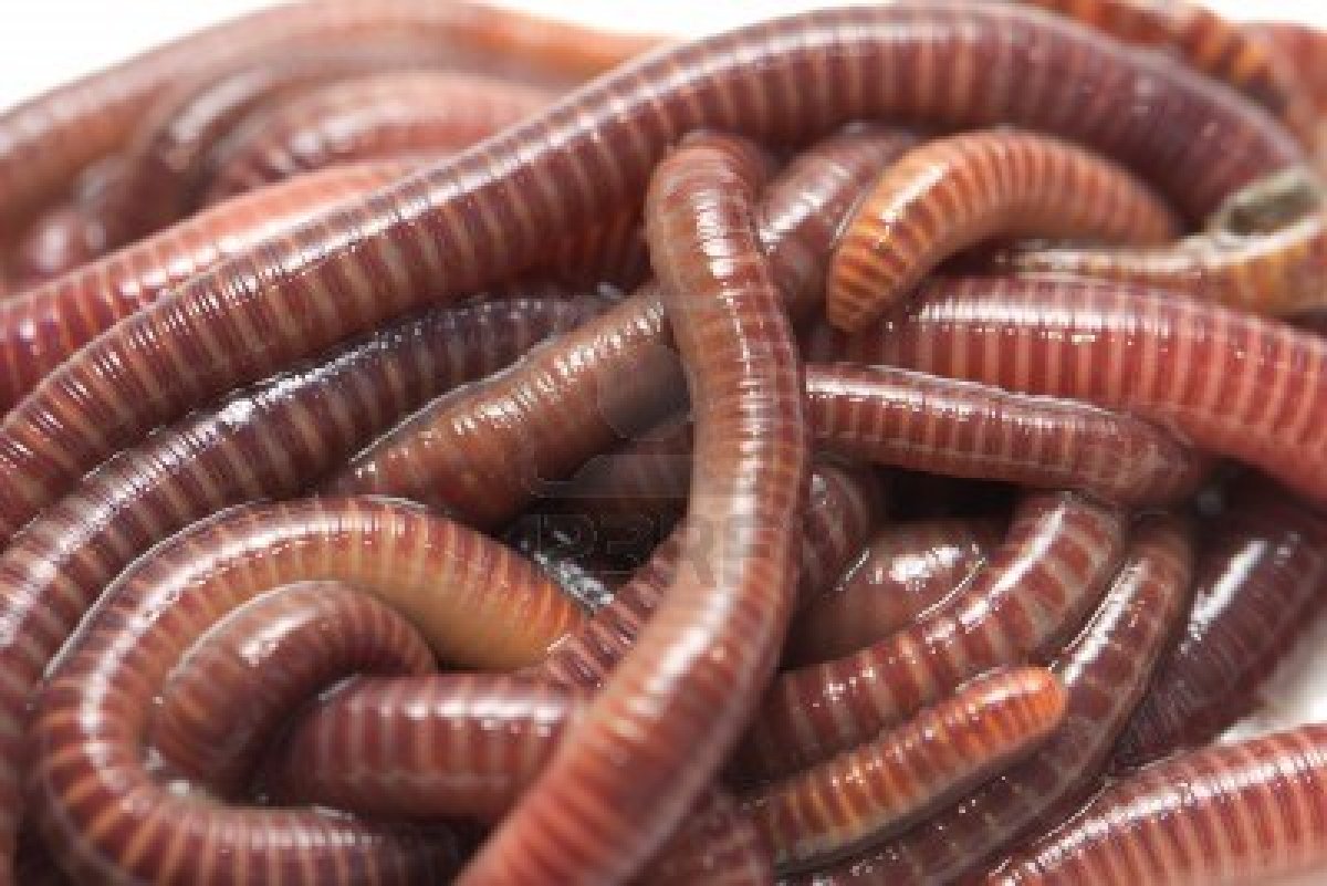 16617175-earthworms-macro.jpg