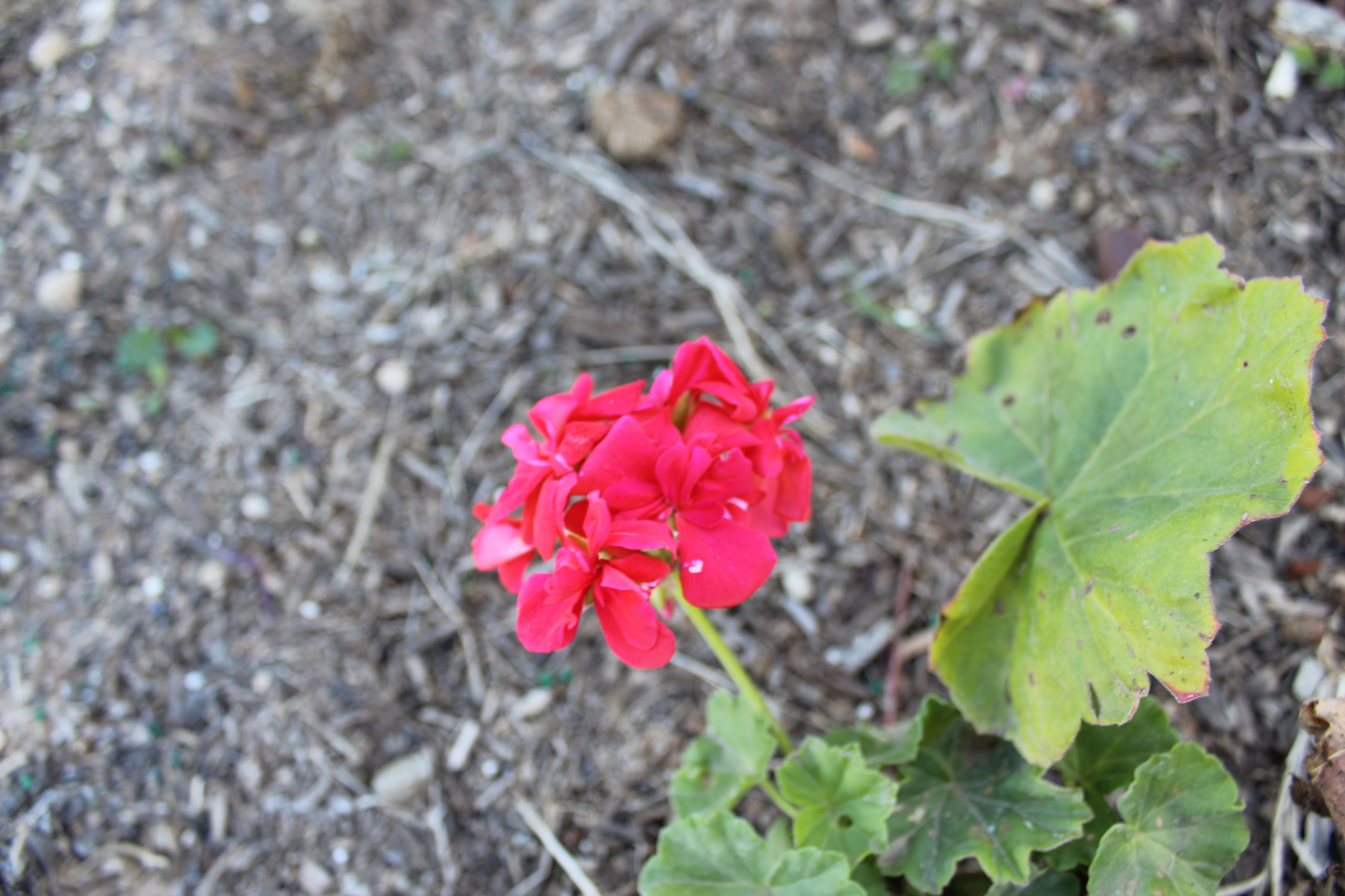 IMG_0147.JPG