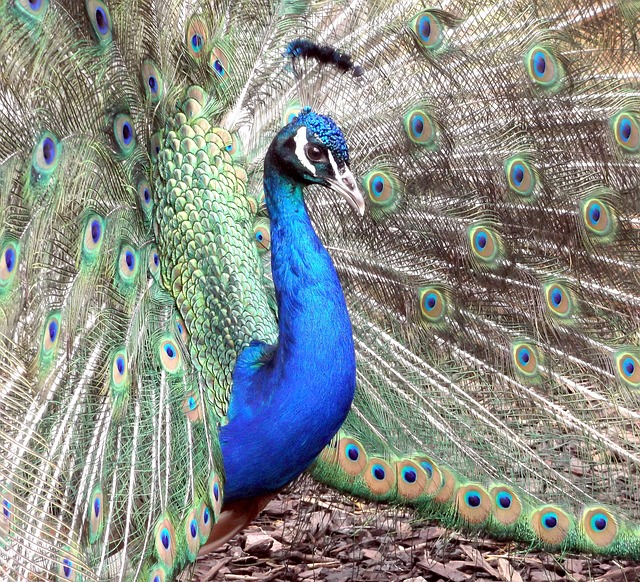 peacock-487169_640.jpg