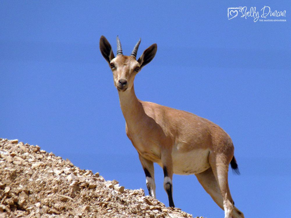 Masada 3.jpg