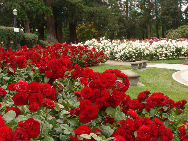 taman-bunga-san-jose-municipal-rose-garden.jpg