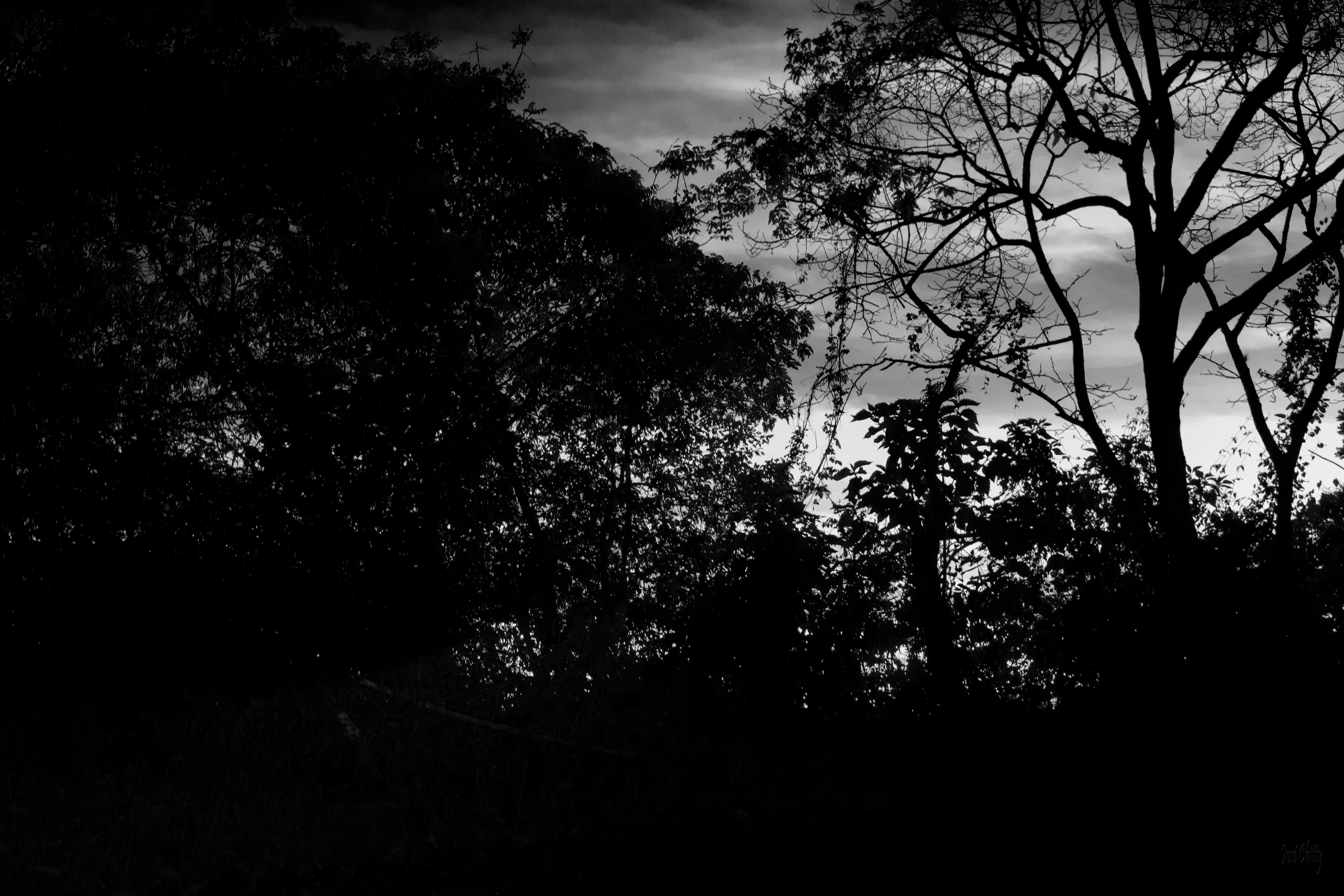 silhouette-woods.jpg